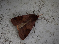 Diarsia pacifica