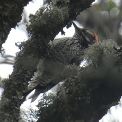 Dryobates stricklandi