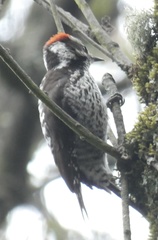 Dryobates stricklandi