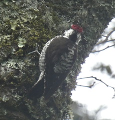 Dryobates stricklandi