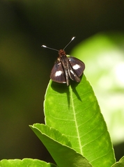 Sabera caesina