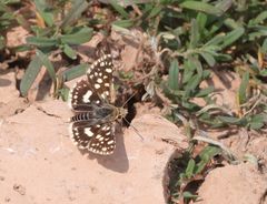 Ernsta dromus