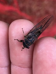 Popplepsalta notialis