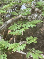 Senegalia erubescens