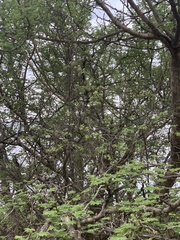 Senegalia erubescens