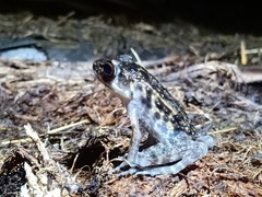 Pulchrana baramica