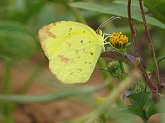 Eurema desjardinsii