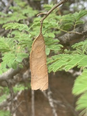 Senegalia erubescens