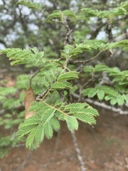 Senegalia erubescens