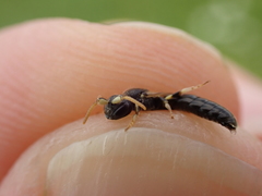 Hylaeus cornutus