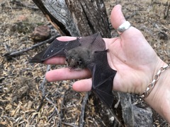 Nyctophilus geoffroyi