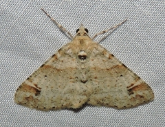 Syneora hemeropa