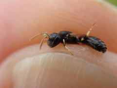 Hylaeus cornutus