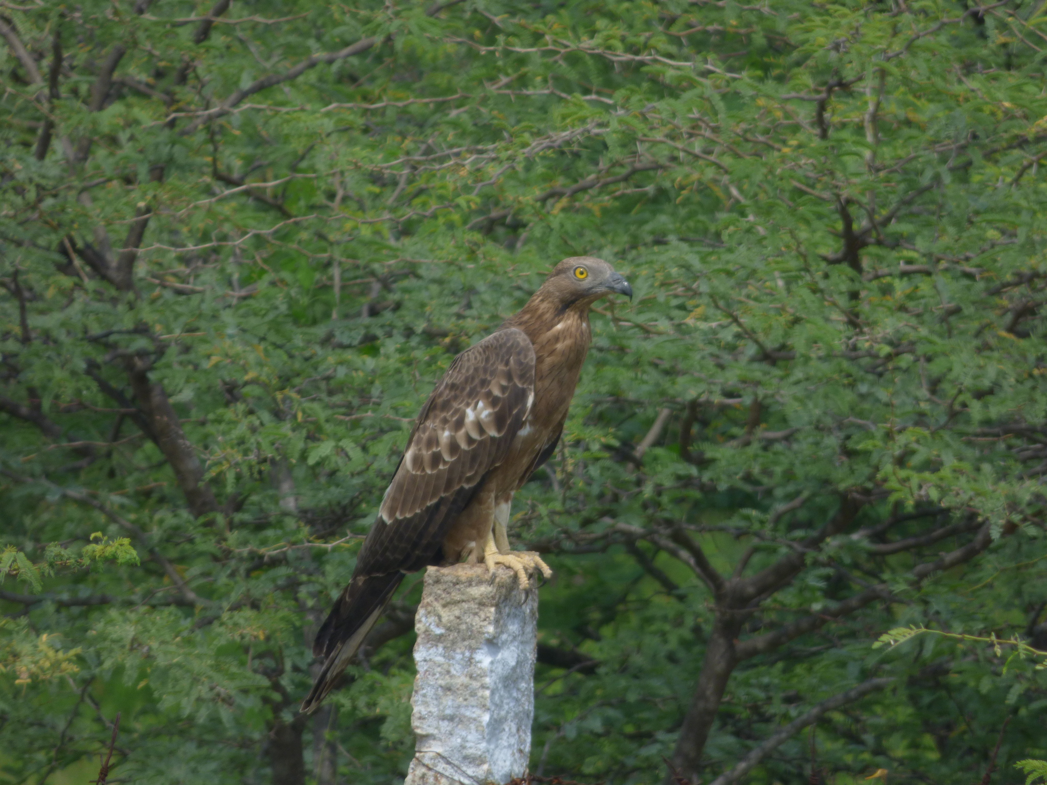 Oriental Honey Buzzard
