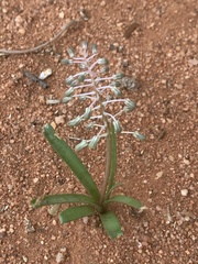 Ledebouria apertiflora