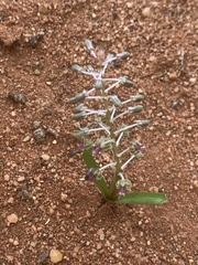 Ledebouria apertiflora