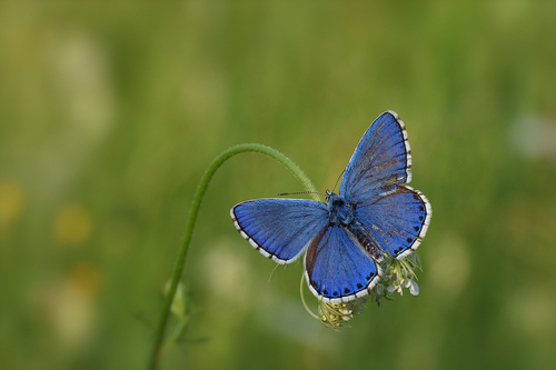 Adonis Blue, photo 4 of 9