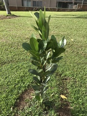 Planchonella sandwicensis