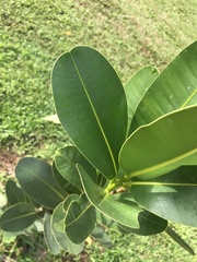 Planchonella sandwicensis