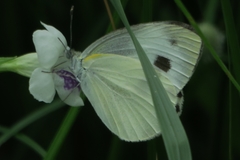 Pieris canidia canidia