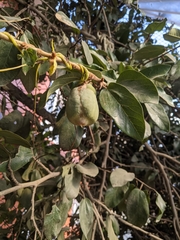 Ficus pumila