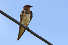Hirundo tahitica