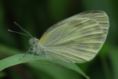 Pieris canidia canidia