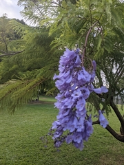 Jacaranda mimosifolia