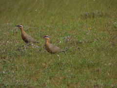 Cursorius coromandelicus