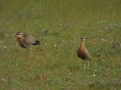 Cursorius coromandelicus