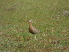 Cursorius coromandelicus