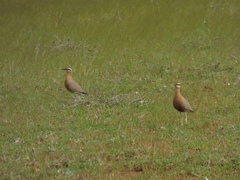 Cursorius coromandelicus