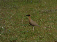 Cursorius coromandelicus