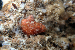 Pyura fissa