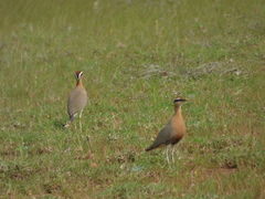 Cursorius coromandelicus