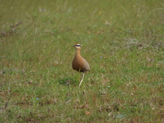 Cursorius coromandelicus