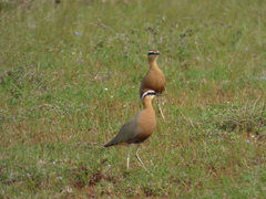 Cursorius coromandelicus