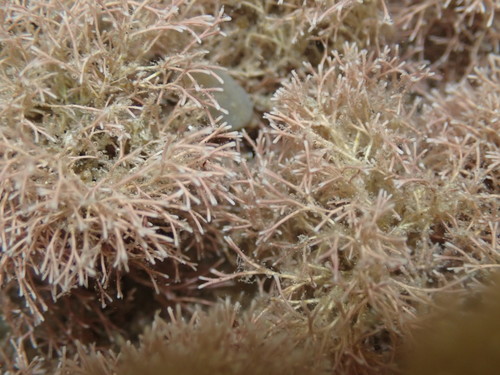 Image of Jania verrucosa by (c) Javier, some rights reserved (CC BY)