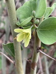Adenia spinosa