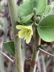 Adenia spinosa