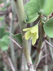 Adenia spinosa