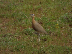 Cursorius coromandelicus