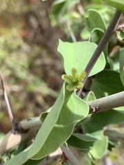 Adenia spinosa