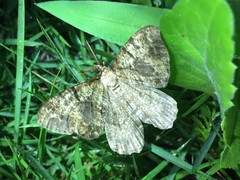 Duliophyle majuscularia