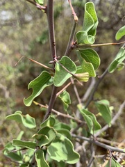 Adenia spinosa