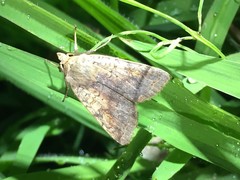 Diarsia deparca