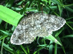 Duliophyle majuscularia