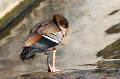 Alopochen aegyptiaca