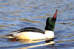 Mergus merganser