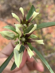 Stomatostemma monteiroae